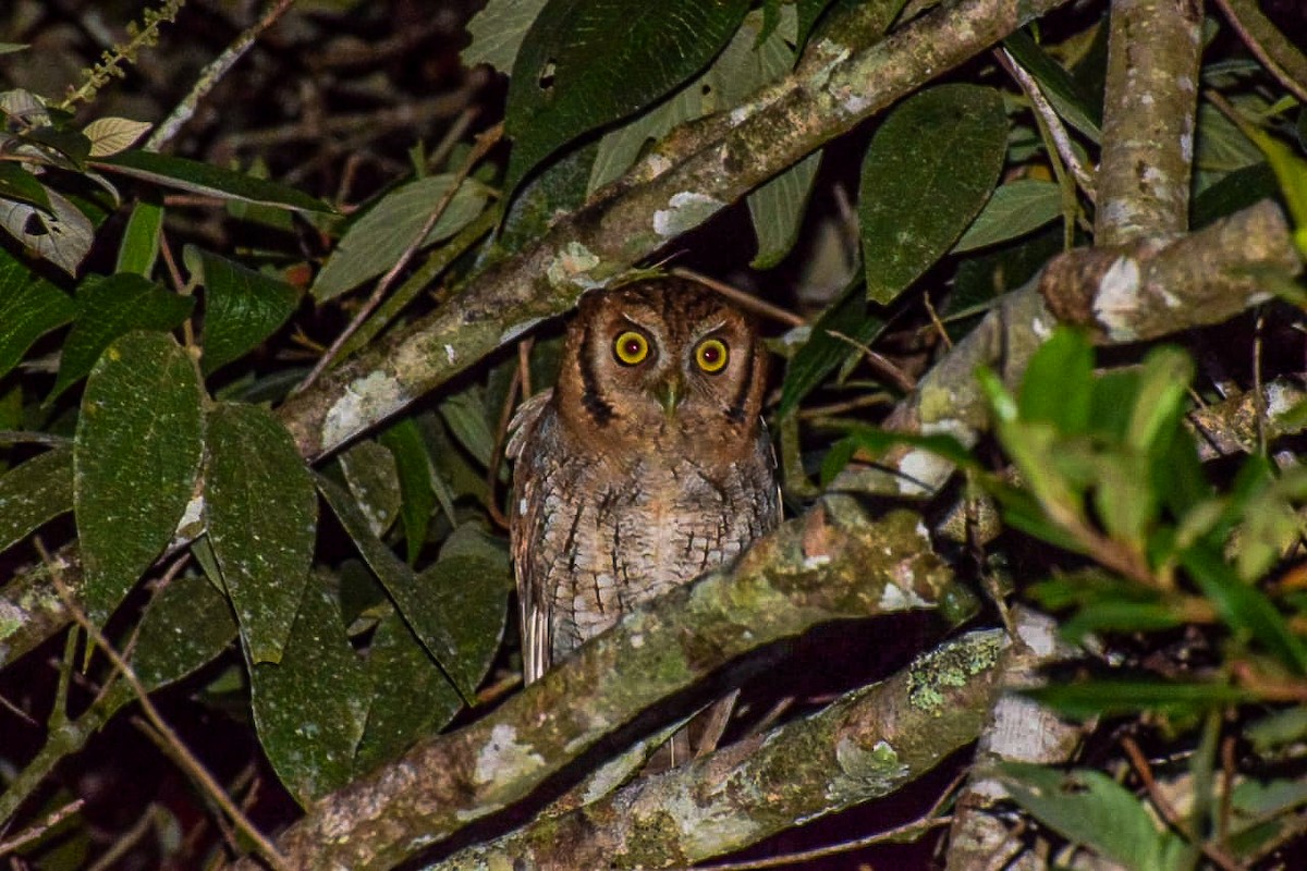 Tropical Screech-Owl - Teylor Redondo