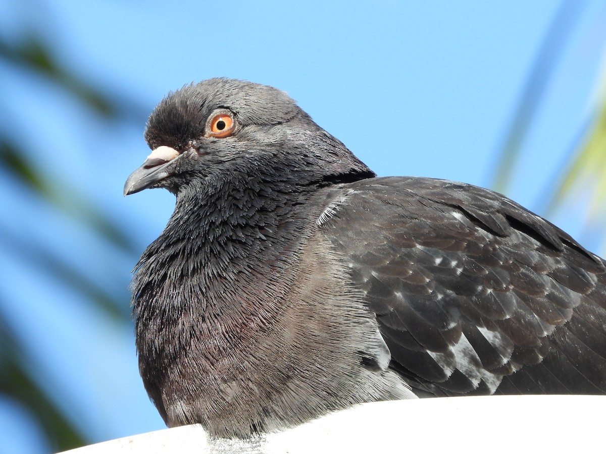 Rock Pigeon (Feral Pigeon) - Adrian Walsh