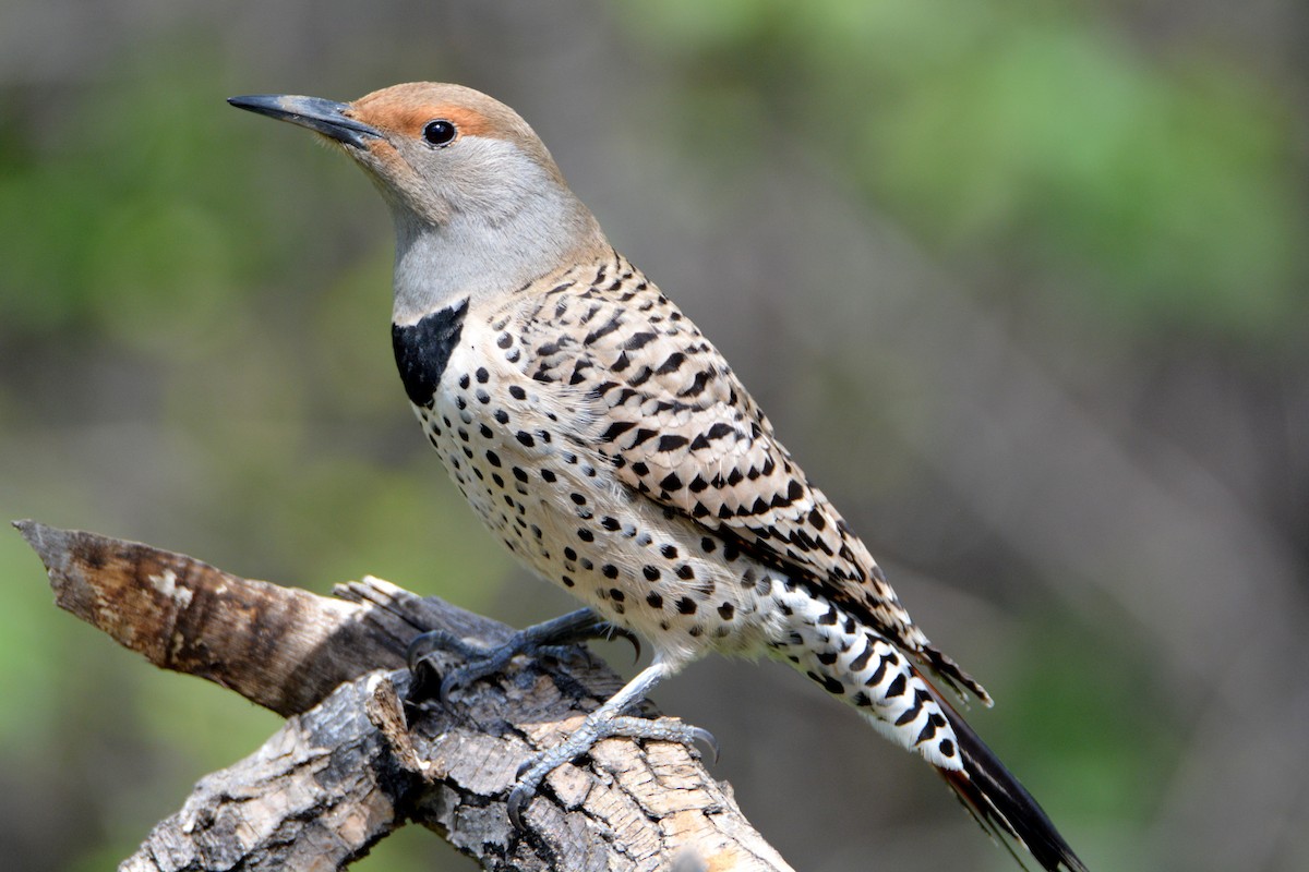Northern Flicker (Red-shafted) - ML27623091