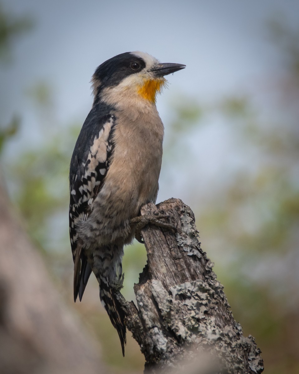 White-fronted Woodpecker - ML276242271