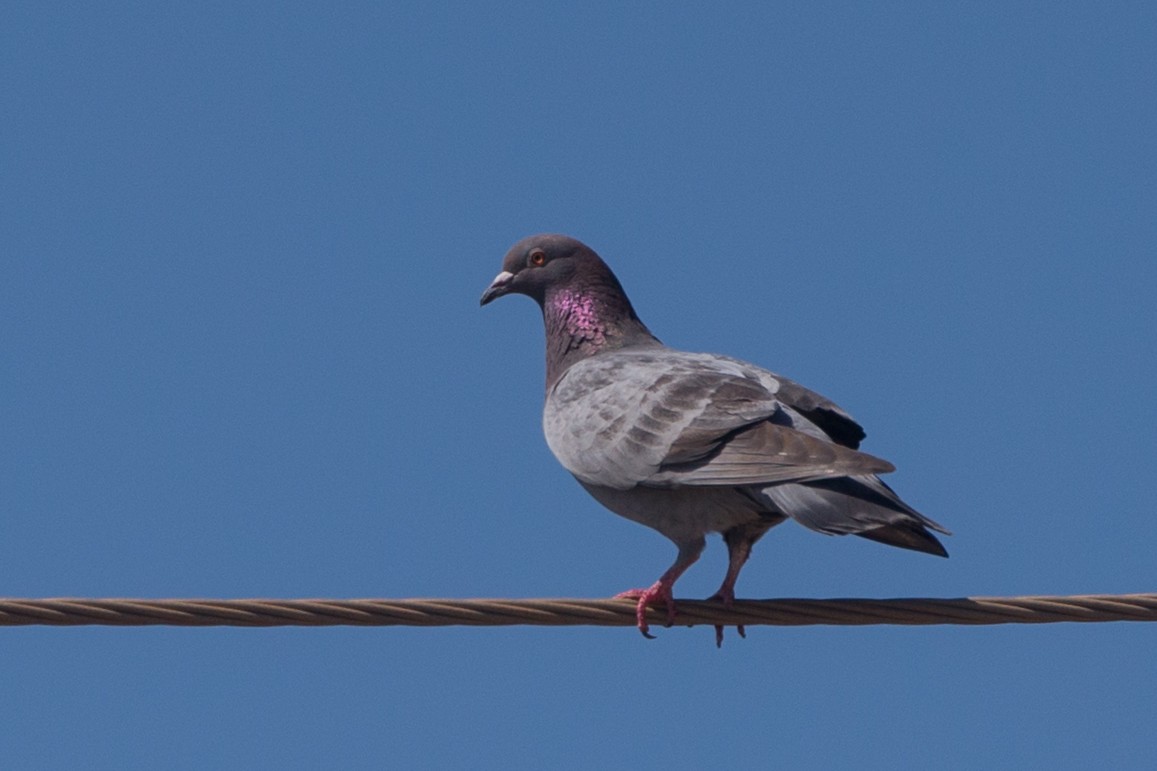 Rock Pigeon (Feral Pigeon) - Adrian Boyle