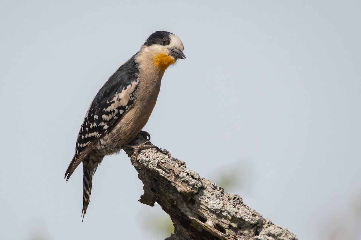 White-fronted Woodpecker - ML276242381