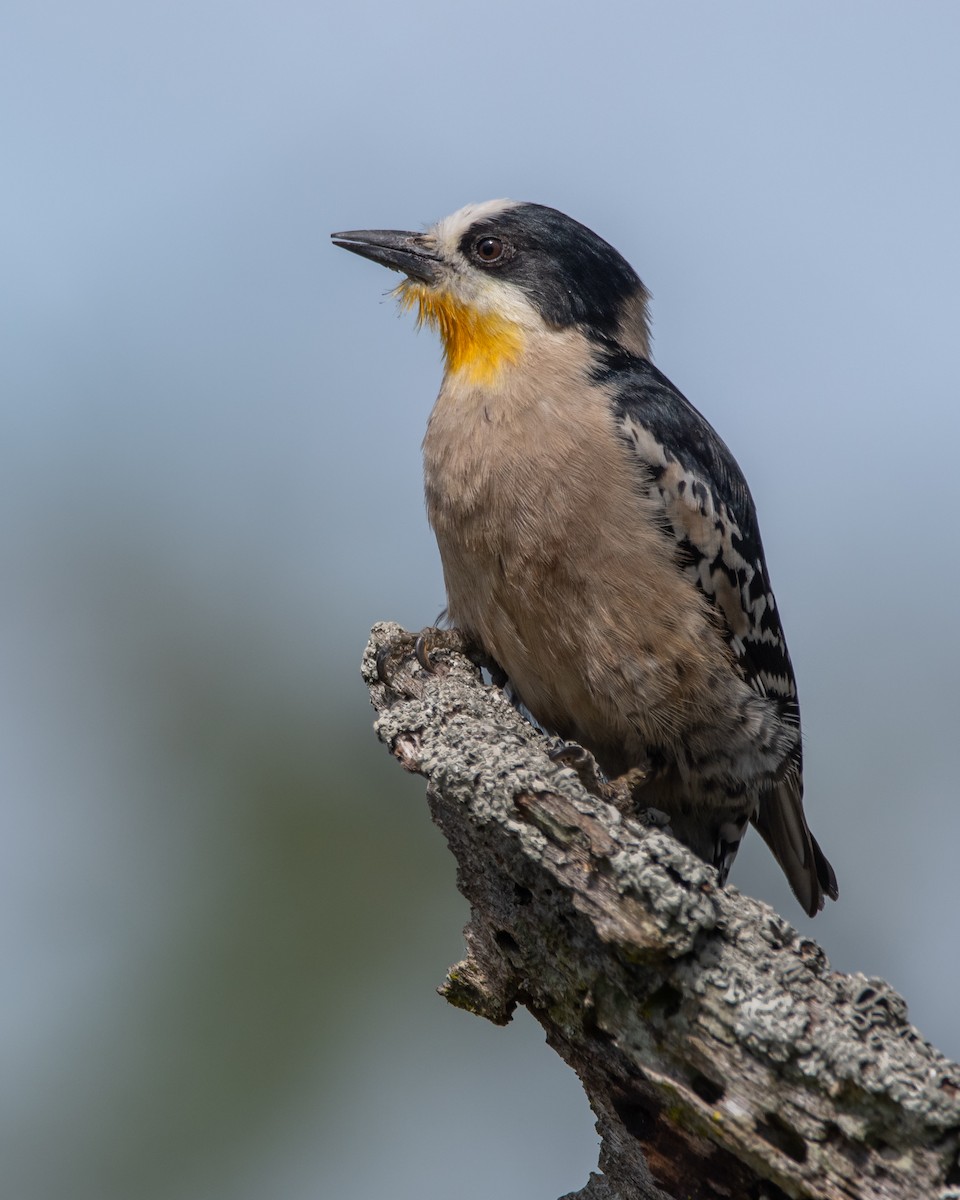 White-fronted Woodpecker - ML276242471