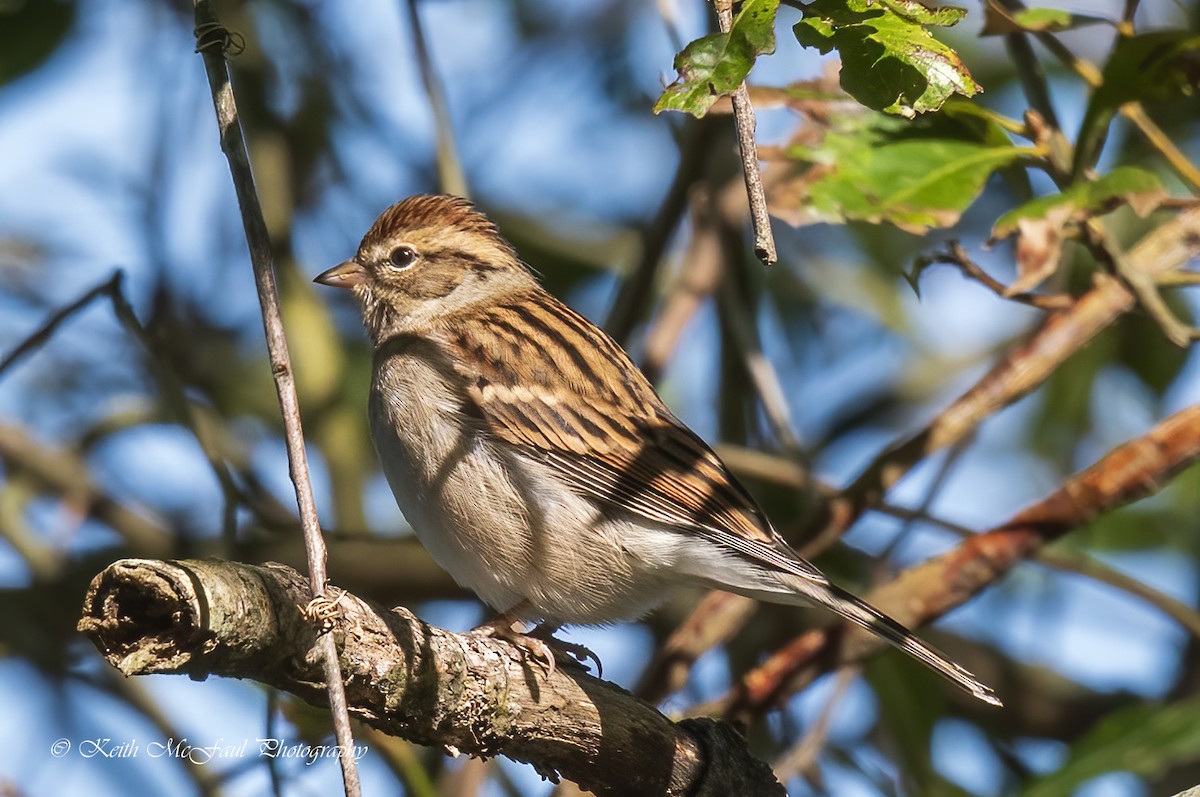 Chipping Sparrow - Keith McFaul