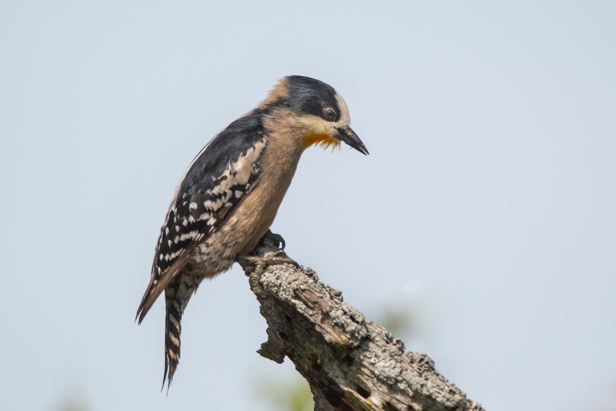 White-fronted Woodpecker - ML276242621