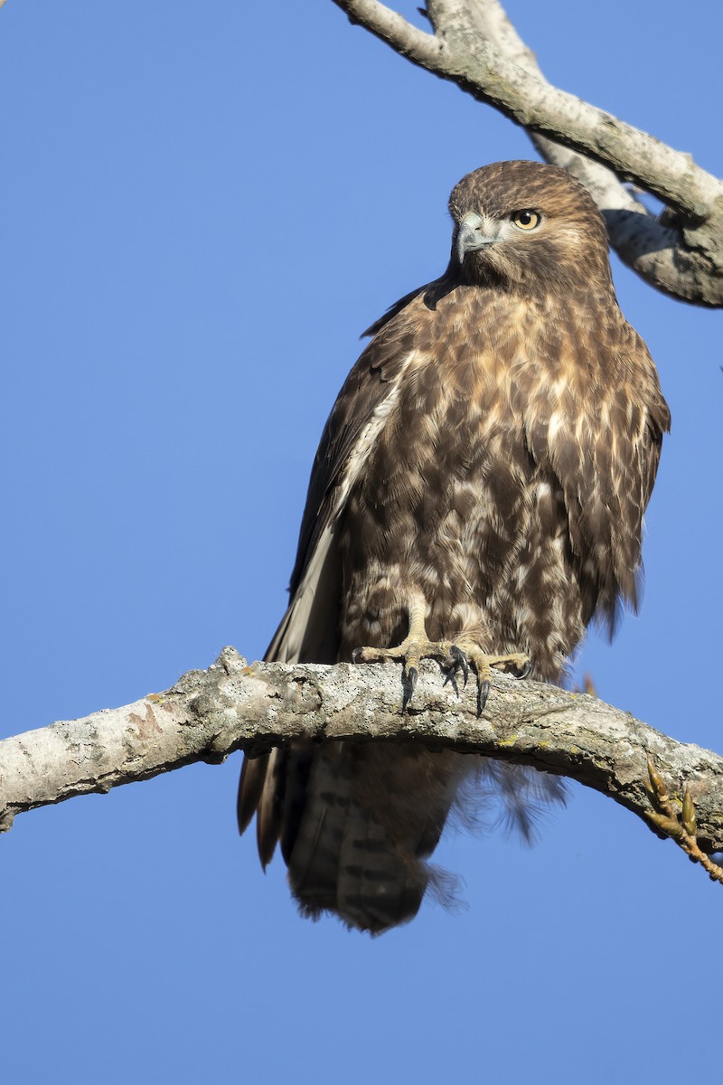 Red-tailed Hawk (calurus/abieticola) - Matt Misewicz