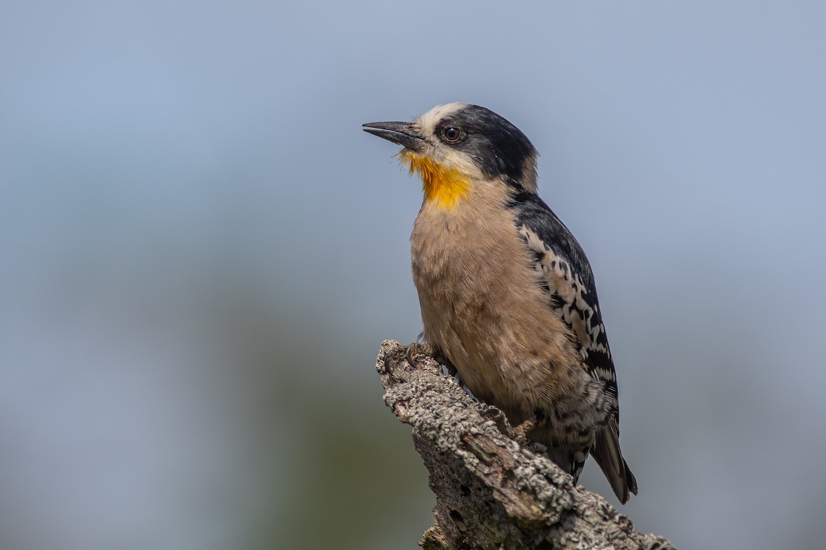 White-fronted Woodpecker - ML276245151