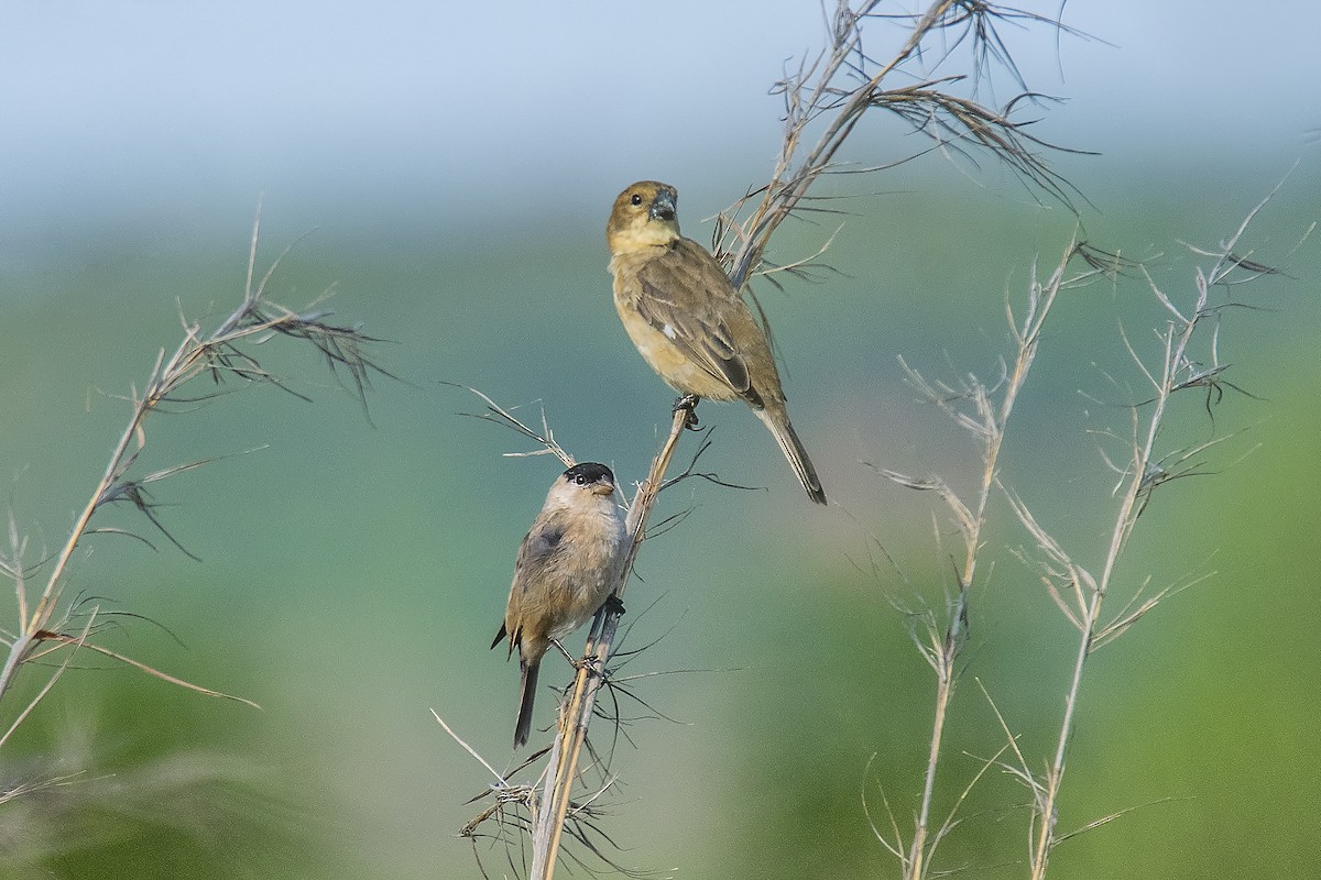 Pearly-bellied Seedeater - Marcelo  Telles