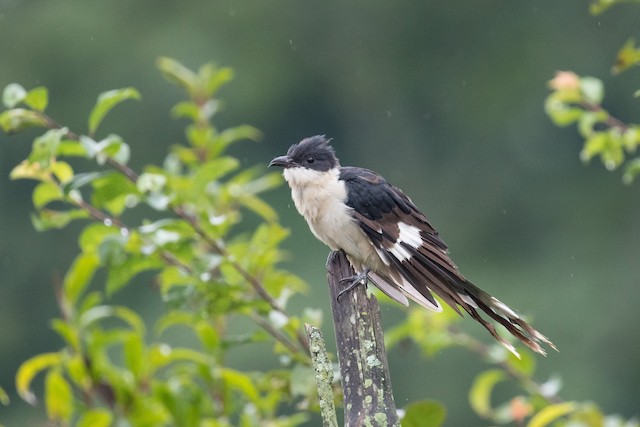 クロシロカンムリカッコウ Ebird