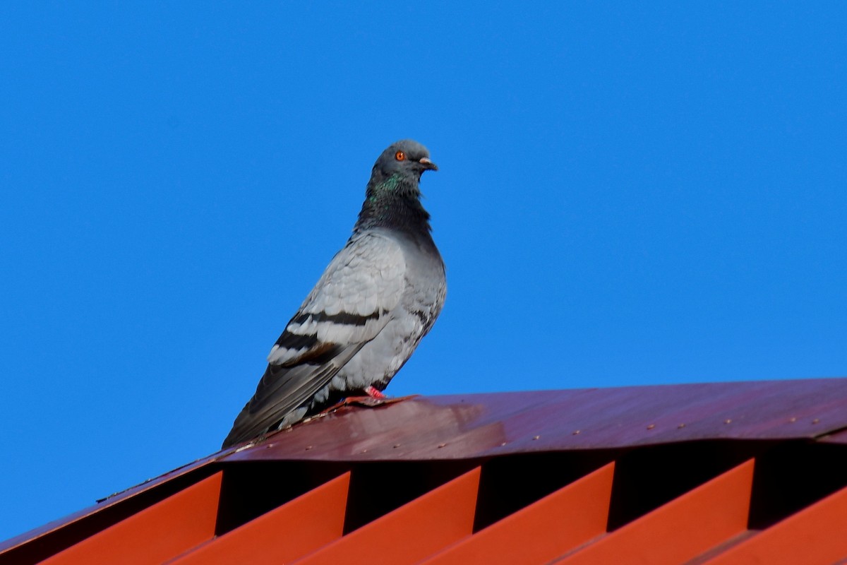 Rock Pigeon (Feral Pigeon) - ML276259991