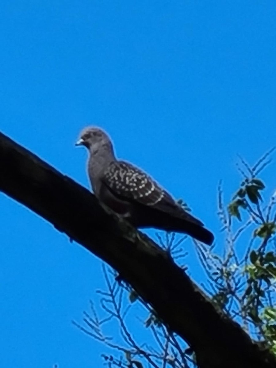 Spot-winged Pigeon - ML276266871