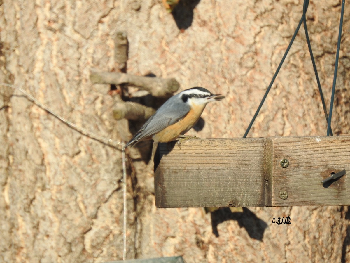Red-breasted Nuthatch - Clayton Will