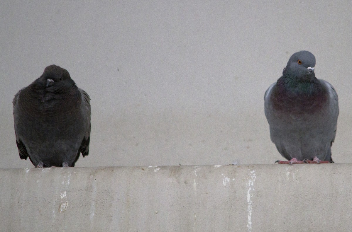 Rock Pigeon (Feral Pigeon) - ML276278321