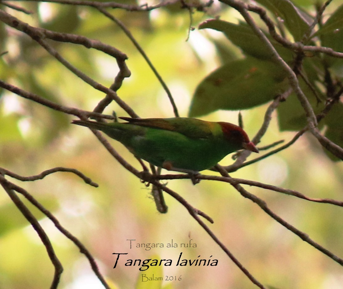 Rufous-winged Tanager - ML27629151