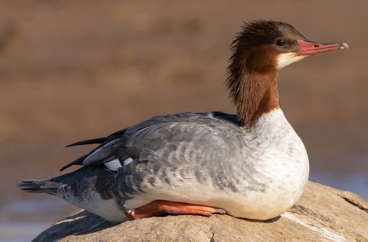 Common Merganser (North American) - ML276298881