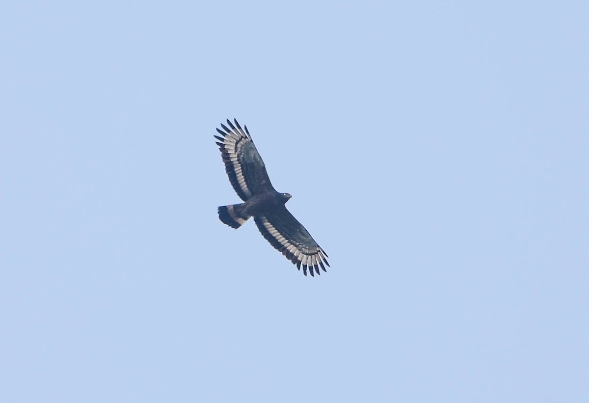 Crested Serpent-Eagle - ML276299951