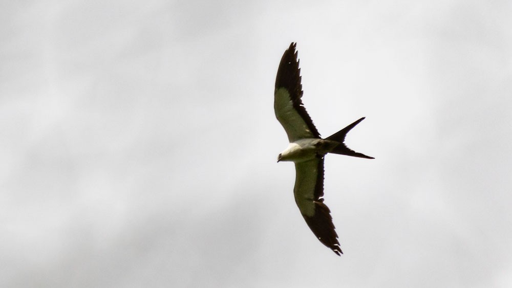 Swallow-tailed Kite - Rodney Baker