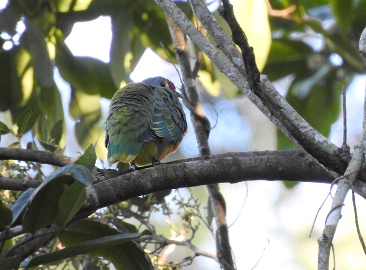 Rose-crowned Fruit-Dove - ML276301231