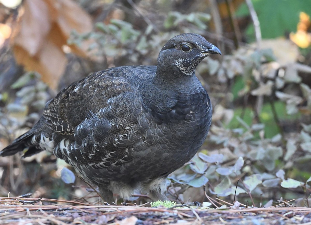Sooty Grouse - Tom Crabtree