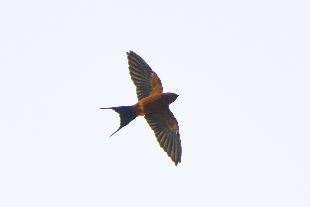 Rufous-bellied Swallow - ML276303641