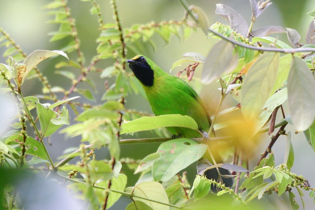 Lesser Green Leafbird - ML276303921