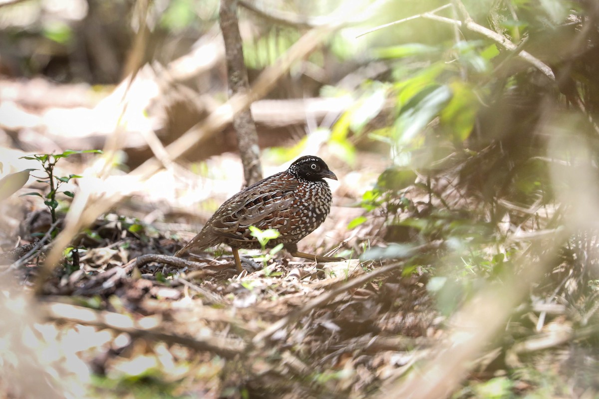 Black-breasted Buttonquail - ML276314511