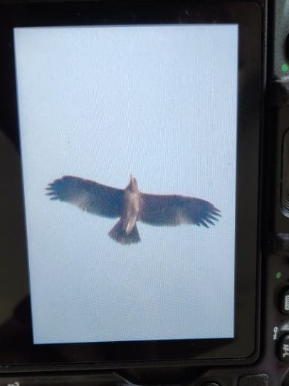 Indian Spotted Eagle - Sagar Patankar