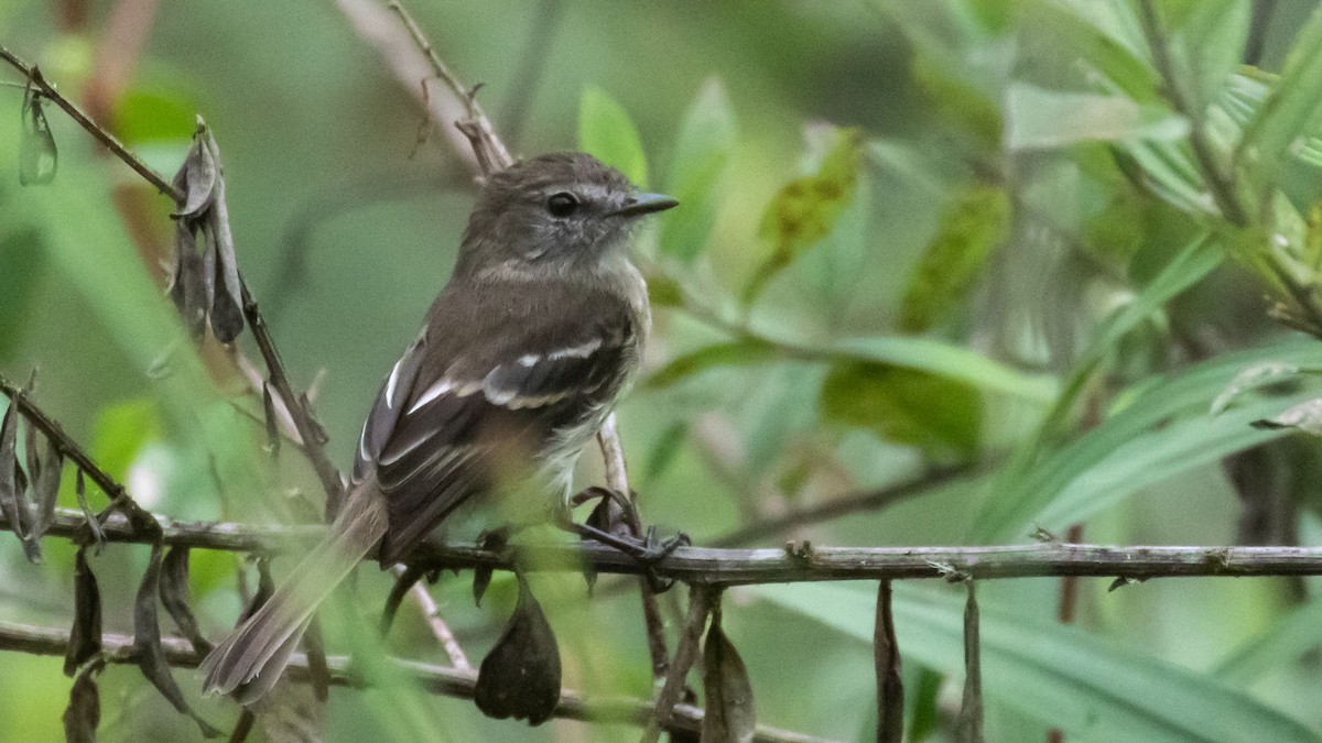 Olive-chested Flycatcher - ML276327851