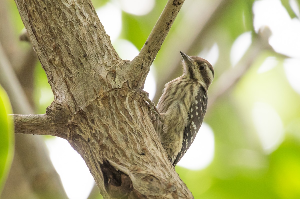 Sunda Pygmy Woodpecker - Thongthornpatch Chamadol