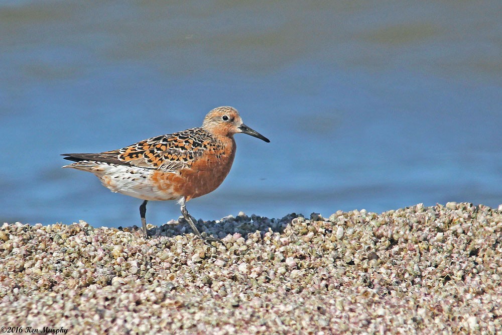 Red Knot - ML27633491