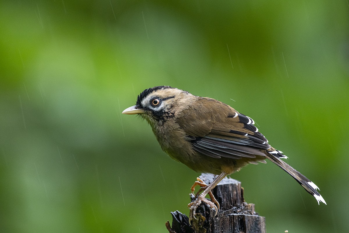 Moustached Laughingthrush - ML276337841