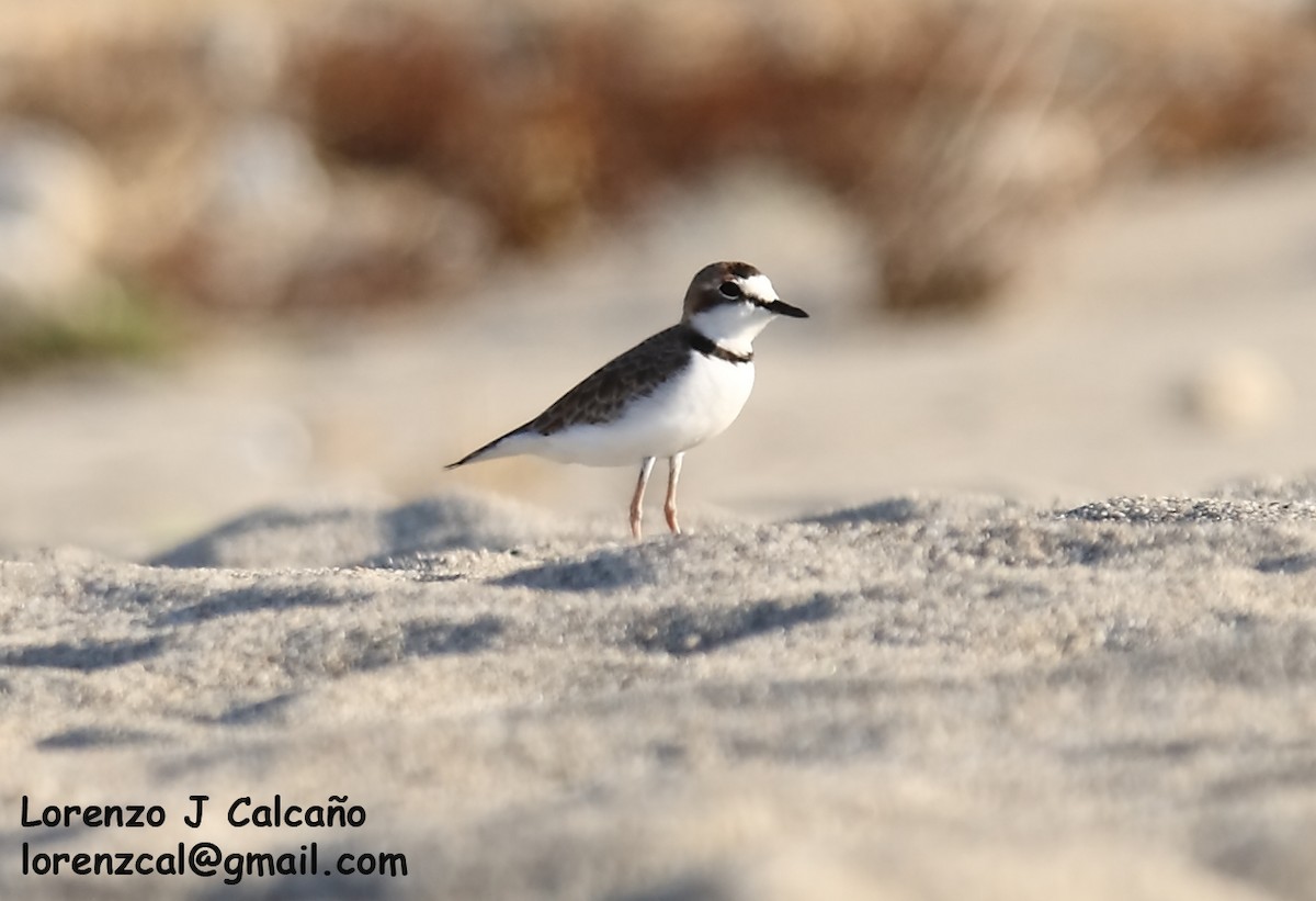 Collared Plover - ML276340261