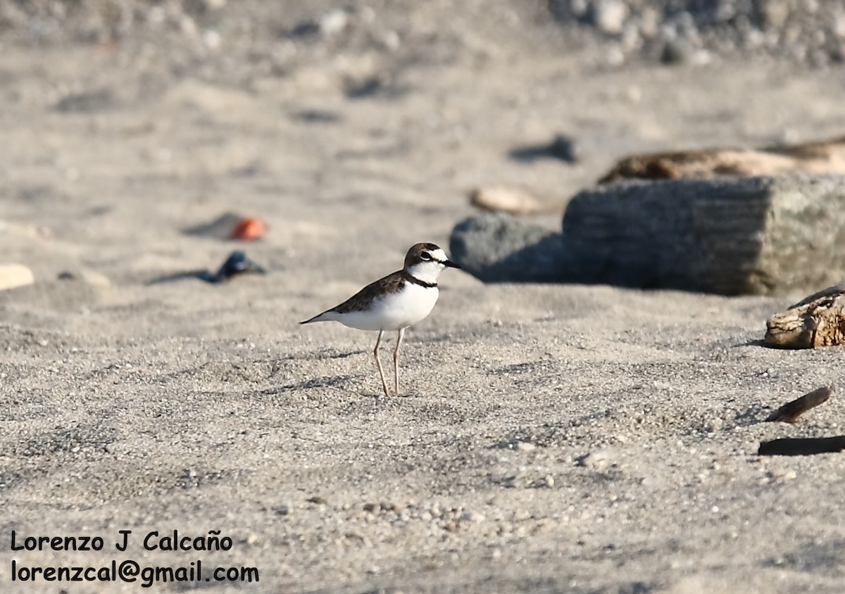 Collared Plover - ML276340291