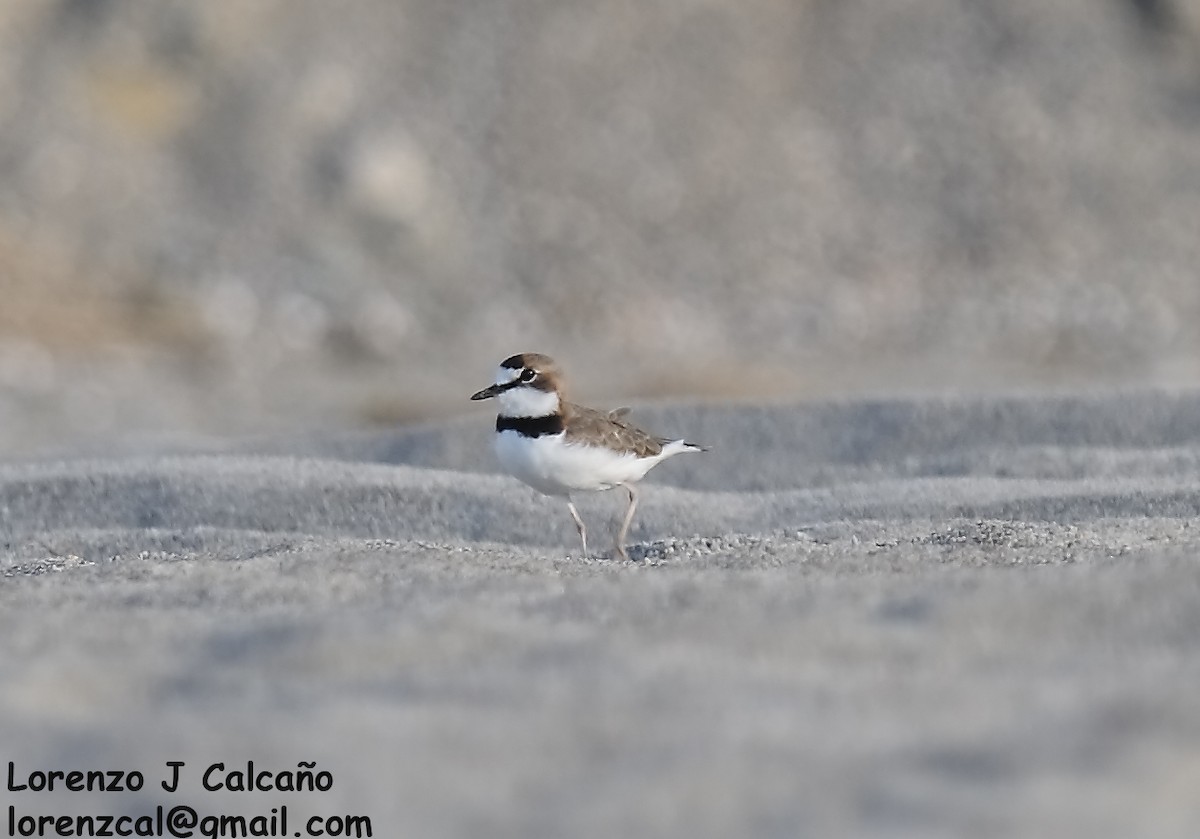Collared Plover - ML276340311