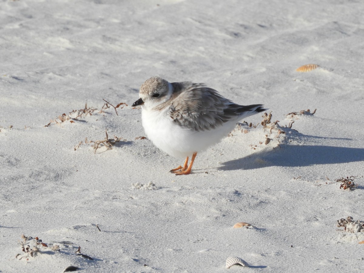 Piping Plover - ML276340831