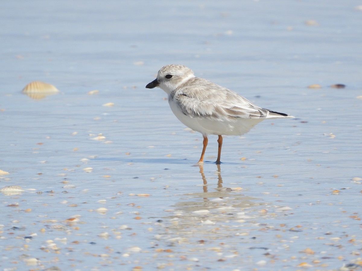 Piping Plover - ML276340901