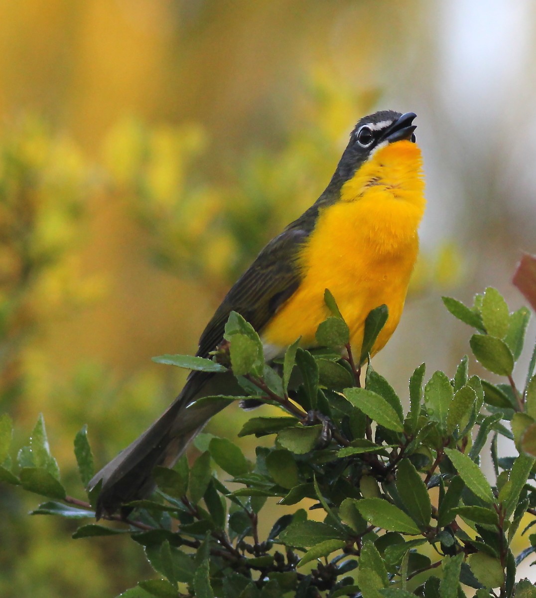 Yellow-breasted Chat - Jason Leifester