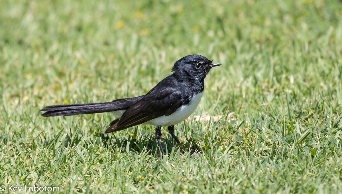 Willie-wagtail - ML276342441