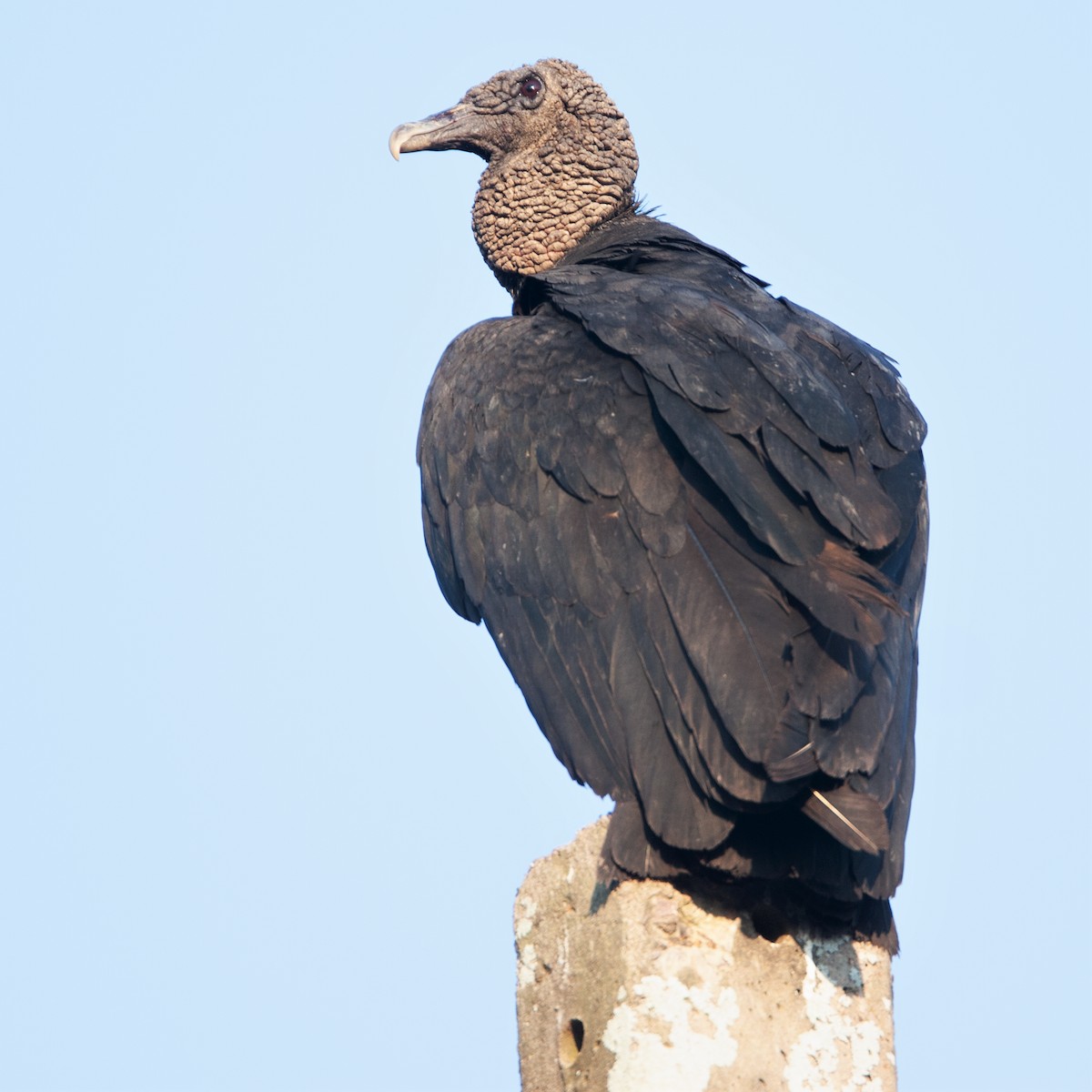 Black Vulture - Werner Suter