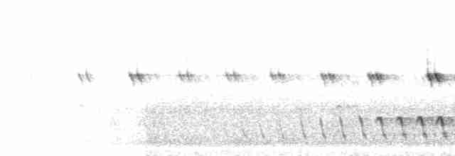 Kurzschleppen-Nachtschwalbe - ML276347