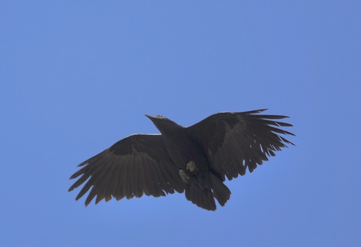Fan-tailed Raven - ML276347271