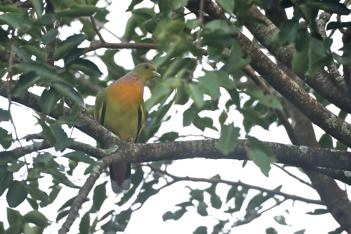 Orange-breasted Green-Pigeon - Novelkumar M S