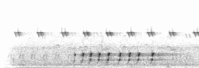 Slender-tailed Nightjar - ML276348