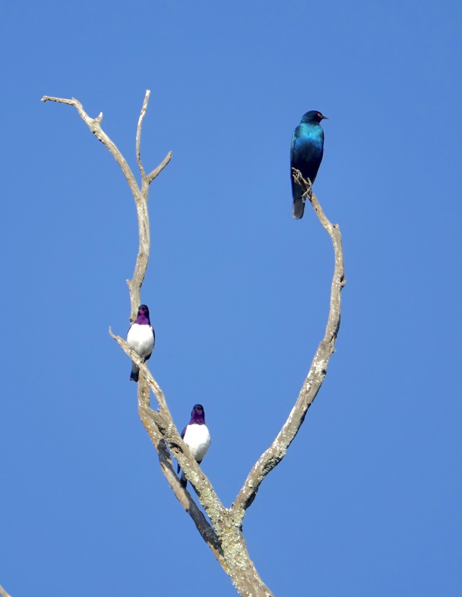 Greater Blue-eared Starling - ML276349971