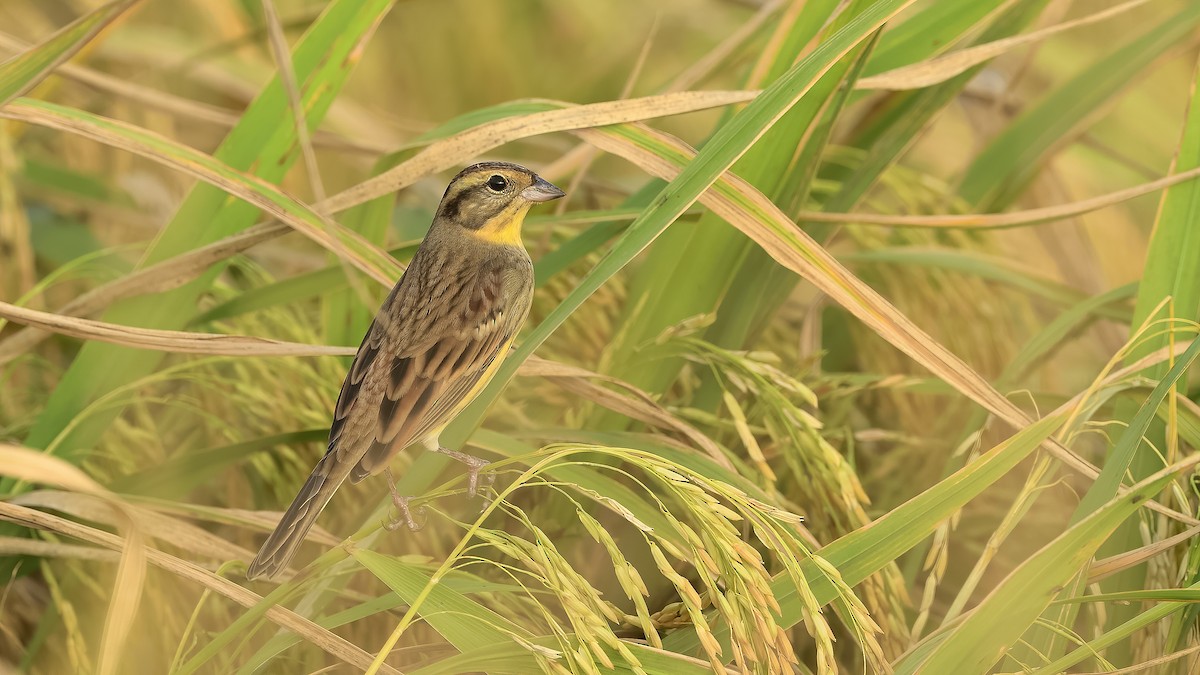 Yellow-breasted Bunting - xiwen CHEN
