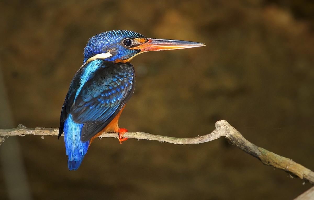 Blue-eared Kingfisher - ML276352801