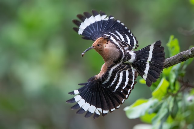 Eurasian Hoopoe (<em class="SciName notranslate">Upupa epops epops</em> Group): Flight. - Eurasian Hoopoe - 