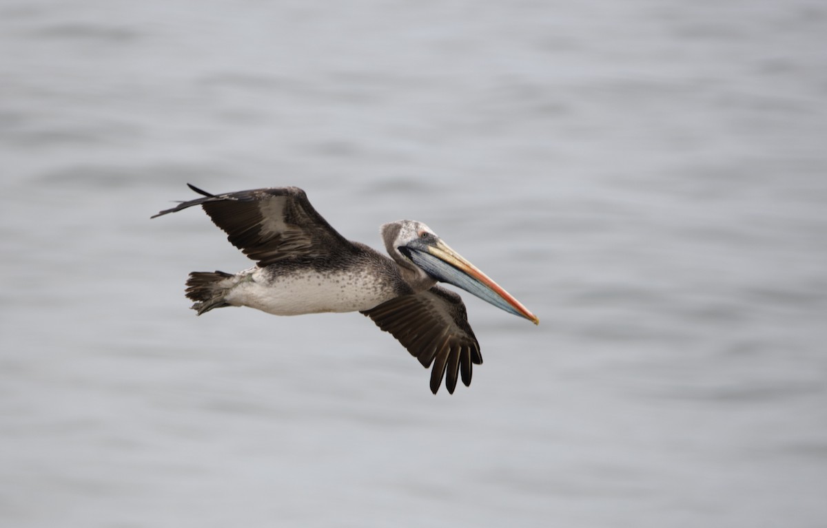 Peruvian Pelican - David F. Belmonte