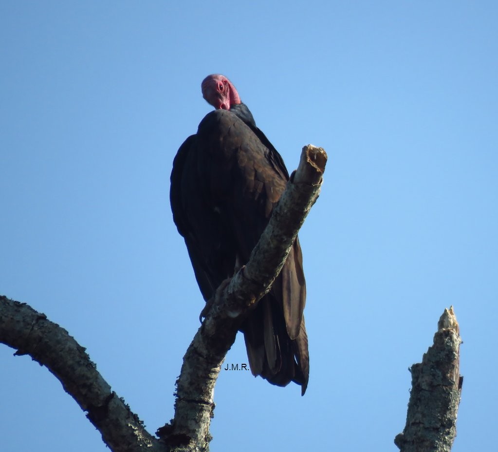 Turkey Vulture - ML276357811