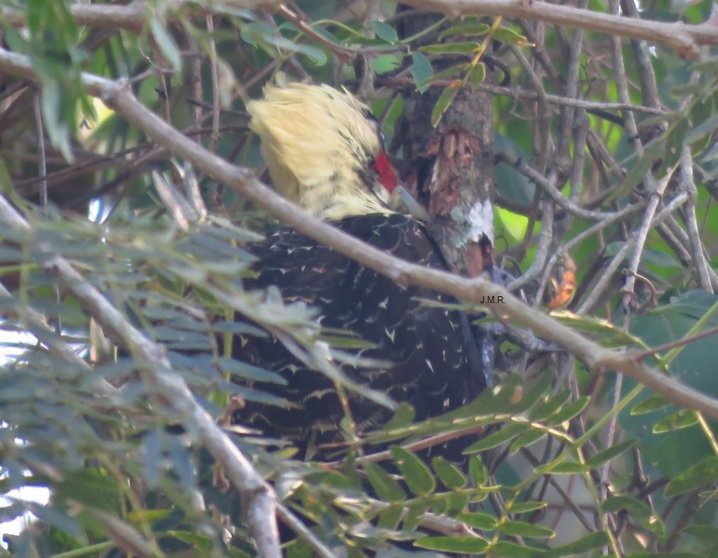 Pale-crested Woodpecker - ML276357891